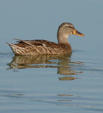 Les Canards