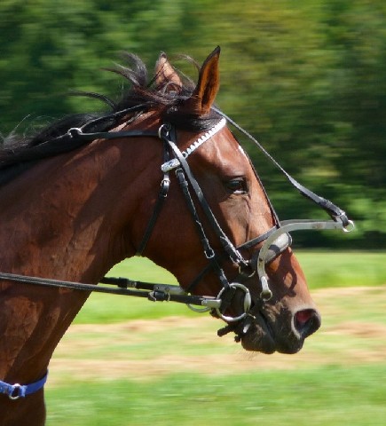 Les Chevaux