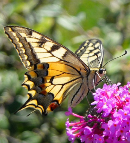 Les Papillons